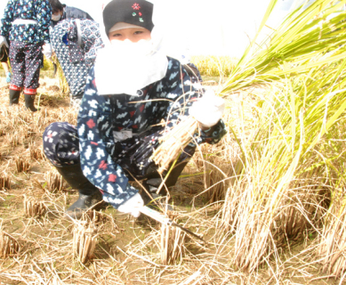 南平田小の5年生が稲刈り作業を体験