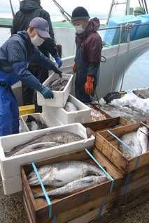 底引き網船から丸々と太ったマダラが水揚げされ、今季の寒ダラ漁が始まった＝12日午後1時すぎ、鶴岡市・由良漁港