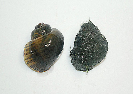 ジャンボタニシ（左）とマルタニシ