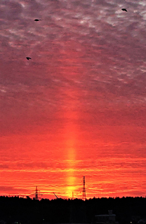 オレンジ色に輝く大きな光の柱の上をねぐらに向かうカラスが飛んだ＝酒田市豊里で4日午後5時27分撮影