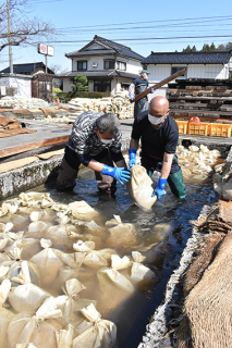 温泉の廃湯に種もみの袋を浸す作業員たち＝9日、鶴岡市湯田川