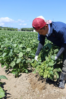 つるおかぼんちゃ豆の出荷を前に試し採りする石塚さん＝7日、鶴岡市寺田