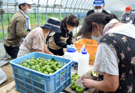 柿渋作りのプロジェクトがスタート。収穫した青い実を前に参加者が奮闘