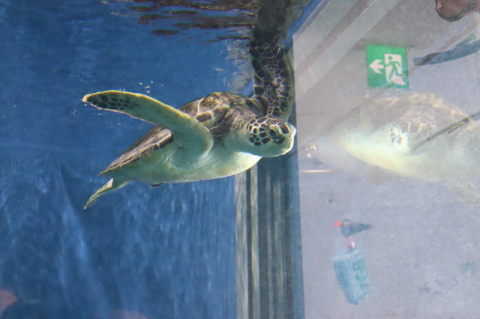 加茂水族館で保護しているウミガメ。水槽で元気に泳ぐ姿が来館者の目を和ませている