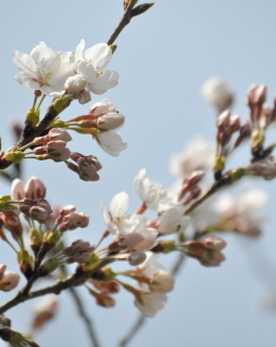 参集殿南側の広場で桜が開花。31日午後に鶴岡公園で開花宣言が行われた