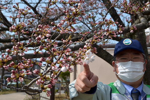 日和山公園の桜が開花＝31日午後1時半ごろ