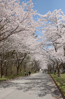 東北エプソンの「桜回廊」を散策して楽しむ市民ら＝10日