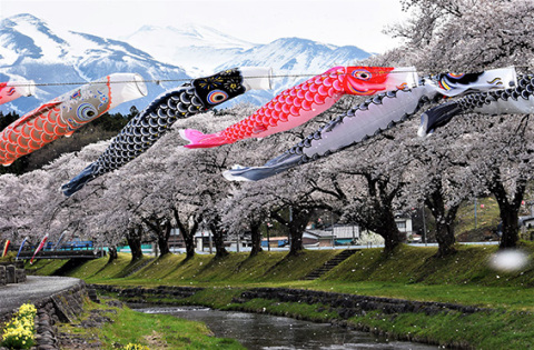 満開の桜の下、鯉のぼりが気持ちよさそうに泳いでいる