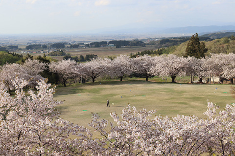 見頃を迎えた創造の森多目的広場の桜＝24日午後