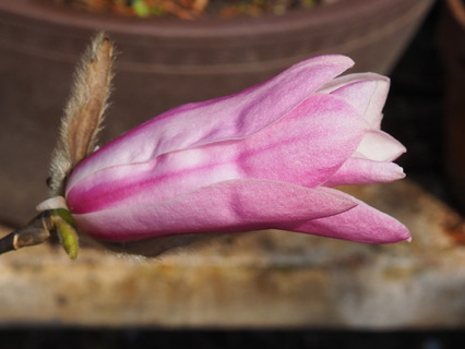 今年4月、花を咲かせたコブシの変種＝大類さん撮影