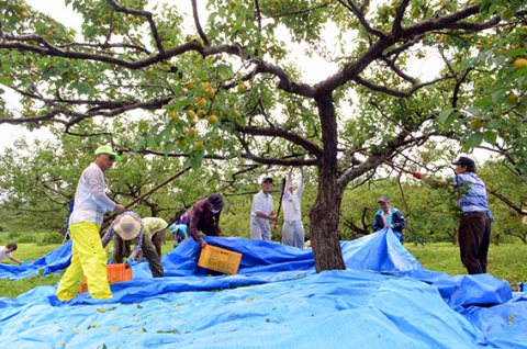 梅の収穫作業に精を出すボランティアと会員たち