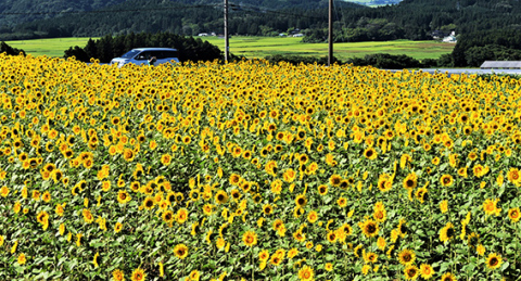 真夏を実感させるヒマワリの花が満開になり黄色の海が一面に広がった＝10日