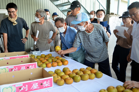 刈屋梨の出荷規格を確認する生産者たち