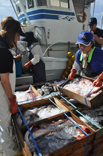 庄内沖で2カ月ぶりに底引き網漁が解禁された。猛暑の影響で海水温が高く、漁獲量の減少が懸念される＝1日、鶴岡市の由良漁港