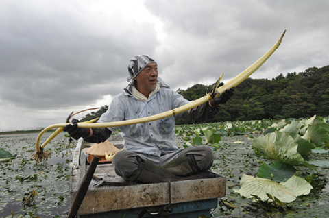 水面のハスの葉を目印に、田中組合長がレンコンを舟の上に引き揚げた