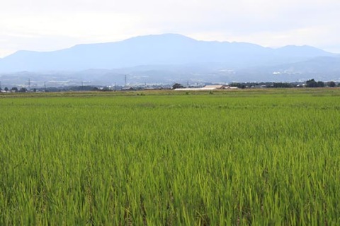 秋風にたなびく「ひこばえ」。例年より成長が早い