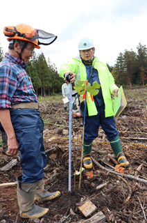 羽黒町川代の試験地にユリノキの苗木（2年木・高さ約1メートル）を植栽