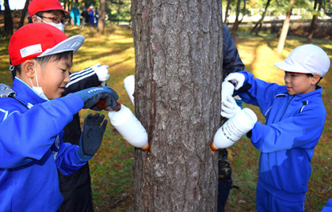 遊佐小の4年生たちが松枯れ予防の薬剤をクロマツに注入した