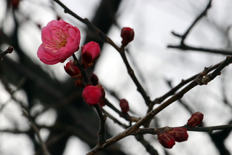 大寶館前の“春告げ梅”が開花した＝9日午後