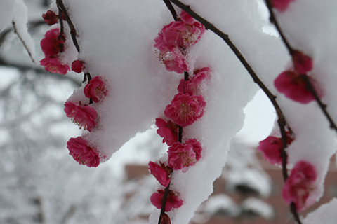 満開の紅梅に雪が積もった＝22日午前9時50分