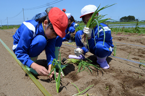 地域特産の平田赤ねぎの苗を植える南平田小の児童たち