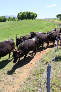 検査終了後、牧草地に向かって勢いよく走る和牛
