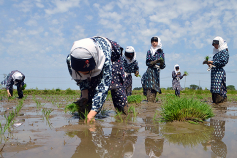 伝統の装束で田植えを行う南平田小の5年生たち