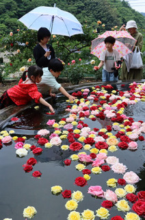 「おもてなしまつり」が2日開かれ、見頃のあつみ温泉ばら園では水面に浮かぶバラの花々が人気を集めた