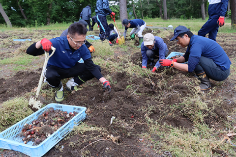 来春に向けチューリップ園の球根掘り上げ作業を行うボランティア＝2日