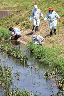 「オオカワヂシャ」の植生を調べる職員。一部を駆除して回収した＝鶴岡市城南町