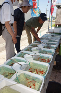 庄内金魚を品定めする愛好者