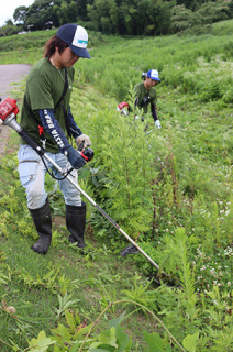 黒瀬川の護岸で雑草刈りのボランティアを行う誠朋建設の社員