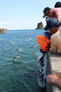 米子漁港で行われたヒラメの稚魚放流