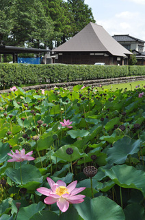 天澤寺本堂の南側に位置するお堀の一角で大輪のハスが花を咲かせている＝20日