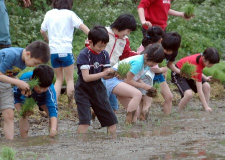 願いを込めて支援米を手植えする子供たち