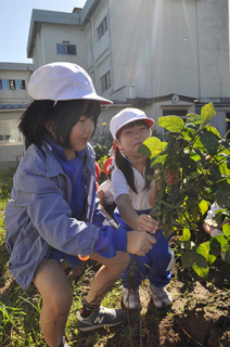 「枝豆がたくさん付いている！」。大山小1年生が「尾浦」の収穫を楽しんだ