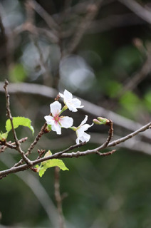 花を咲かせた鶴岡公園のソメイヨシノ＝3日午後