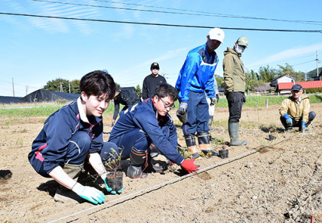 クランベリーの苗木を定植する参加者