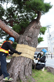 秋の深まりを告げる鶴岡公園の「松の胴巻き」＝23日