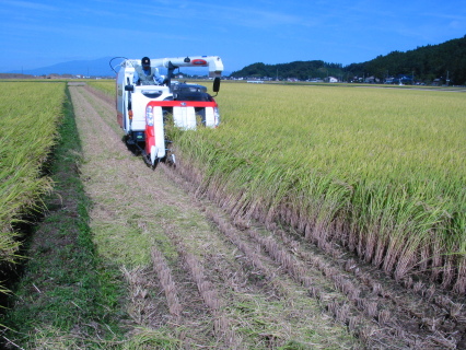 実証ほ場で山形97号を刈り取り＝鶴岡市上清水