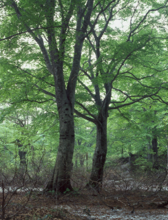 　マイスタンダード10の1／鳥海山のブナ＝2004年5月28日、自然写真家・齋藤政広撮影