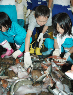 水揚げされた魚を選別する児童たち