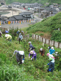 油戸海岸を望む丘陵地で、魚の森の下草刈りを行う参加者たち