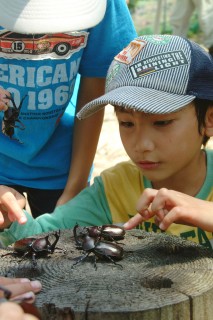 「かっこいいね」。保育園児たちがカブトムシと触れ合った