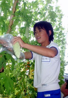 ゴーヤの実を収穫する宮野浦小の児童たち