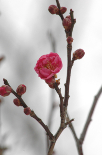 市内に春の訪れを告げる梅が早くも花を咲かせた＝7日、鶴岡市大宝館前