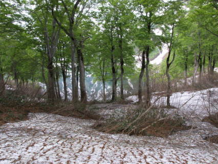 朝日連峰／大鳥池にて　残雪のなか芽吹き始めたブナ林＝自然写真家・斎藤政広（2008年6月3日撮影）