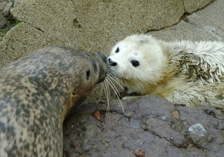 母親のコノミに寄り添い、かわいらしいしぐさを見せるアザラシの赤ちゃん