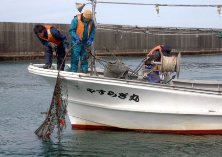 ブリコが付着した産卵床を引き揚げた