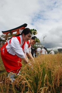 出羽三山神社の巫女たちが素手で稲穂を引き抜き、五穀豊穣を祈った